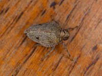 Issus coleoptratus 3, Klimopkevercicade, Saxifraga-Luc Hoogenstein