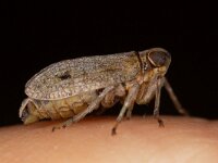 Issus coleoptratus 4, Klimopkevercicade, Saxifraga-Luc Hoogenstein