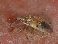 Kleidocerys resedae #09711 : Kleidocerys resedae