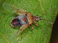 Kleidocerys resedae #48603 : Kleidocerys resedae, Birch catkin bug