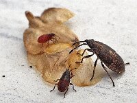 Kleidocerys resedae N0654 : Kleidocerys resedae