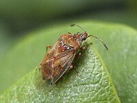 Kleidocerys resedae N1201 : Kleidocerys resedae