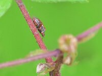 Kleidocerys resedae 20, Saxifraga-Tom Heijnen