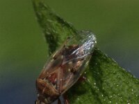 Kleidocerys resedae 3, Saxifraga-Rutger Barendse