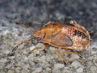 Kleidocerys reseda #13832 : Kleidocerys reseda, nymph 5e stage