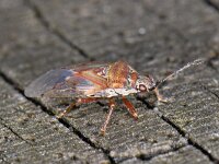 Kleidocerys resedae #06098 : Kleidocerys resedae