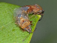 Kleidocerys resedae #08028 : Kleidocerys resedae, copula