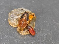 Kleidocerys resedae #08119 : Kleidocerys resedae, nymph's