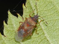 Kleidocerys resedae #08474 : Kleidocerys resedae