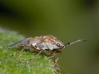 Kleidocerys resedae #03121 : Kleidocerys resedae