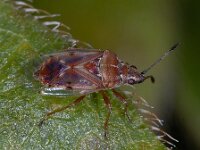 Kleidocerys resedae resedae 01 #03122 : Kleidocerys resedae