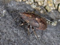 Kleidocerys sp