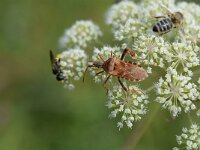Leptoglossus occidentalis