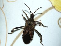 Leptoglossus occidentalis 16, Bladpootrandwants, Saxifraga-Foto Fitis-Sytske Dijksen