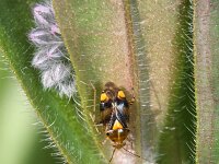 Liocoris tripustulatus 6, Saxifraga-Rutger Barendse