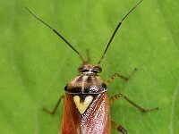 Lygus pratensis 15, Weideschaduwwants, Saxifraga-Tom Heijnen