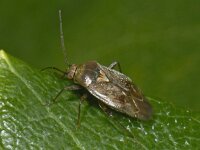 Lygus rugulipennis