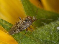 Lygus rugulipennis #09503 : Lygus rugulipennis, male