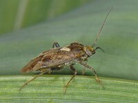 Lygus rugulipennis #08394 : Lygus rugulipennis, male
