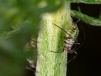 Macrosiphoniella millefolii