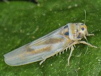 Macrosteles variatus