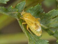 Megalocoleus tanaceti