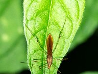 Metatropis rufescens