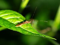 Metatropis rufescens 2, Heksenkruidsteltwants, Saxifraga-Gerard de Jong : Heksenkruidsteltwants, Insect, Macro, Metatropis rufescens, Overig, Saxifraga Beeldbank, Wants
