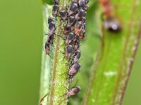 Metopeurum fuscoviride