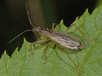 Nabis rugosus