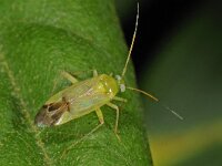 Neolygus contaminatus