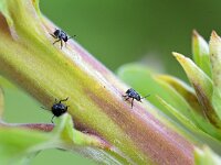 Nezara viridula 108, Zuidelijke groene schildwants, Saxifraga-Tom Heijnen