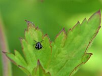 Nezara viridula 109, Zuidelijke groene schildwants, Saxifraga-Tom Heijnen