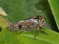 Oncopsis flavicollis