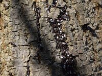 Oxycarenus lavaterae