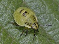 Palomena prasina #02762 : Palomena prasina, Green Shieldbug, Groene Stinkwants, larva 3e stage