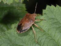 Palomena prasina #05127 : Palomena prasina, Green Shieldbug, Groene Stinkwants, winter colour