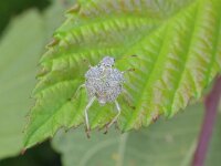 Palomena prasina 45, Groene schildwants (larvenhuidje), Saxifraga-Tom Heijnen