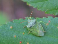 Palomena prasina 46, Groene schildwants, Saxifraga-Tom Heijnen