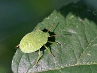 Palomena prasina 47, Groene schildwants, Saxifraga-Tom Heijnen