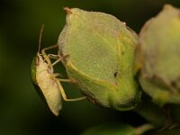 Palomena prasina 48, Groene schildwants, Saxifraga-Tom Heijnen