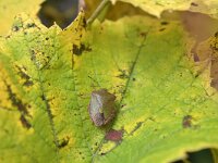 Palomena prasina 51, Groene schildwants, Saxifraga-Tom Heijnen