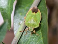 Palomena prasina 52, Groene schildwants, Saxifraga-Tom Heijnen
