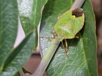 Palomena prasina 53, Groene schildwants, Saxifraga-Tom Heijnen