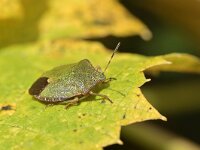 Palomena prasina 55, Groene schildwants, Saxifraga-Tom Heijnen