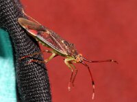 Pantilius tunicatus 10, Stippelblindwants, Saxifraga-Foto Fitis-Sytske Dijksen,