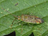 Pantilius tunicatus #09420 : Pantilius tunicatus