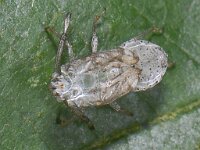 Pantilius tunicatus 01 #09436 : Pantilius tunicatus, skin