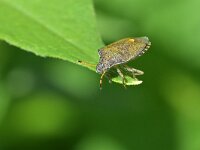Peribalus strictus 5, Zuidelijke schildwants, Saxifraga-Tom Heijnen