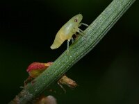 Philaenus spumarius 2, Schuimbeestje, Foto Fitis-Sytske Dijksen